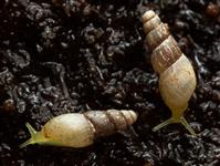 Allopeas clavulinumTROPIKSYLSNÄCKA